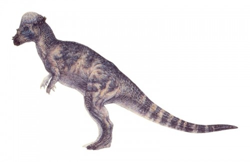 ficha-pachycephalosaurus