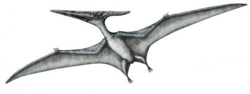 ficha-pteranodon