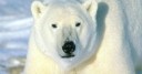 Detrás de la Viñeta: El misterio del oso polar de Perdidos llega hasta AvX